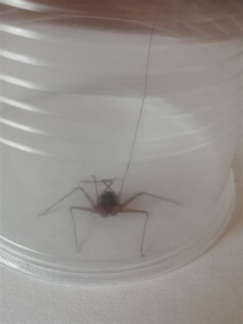 Is this a spider? It looks like it has 6 legs and 2 really long ...