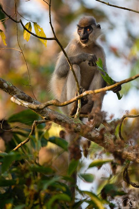 Notes From Nongkhyllem And A Khasi Folktale | Nature inFocus