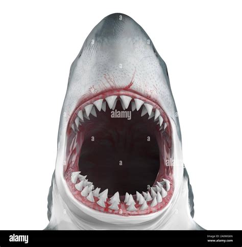 Shark mouth open hi-res stock photography and images - Alamy