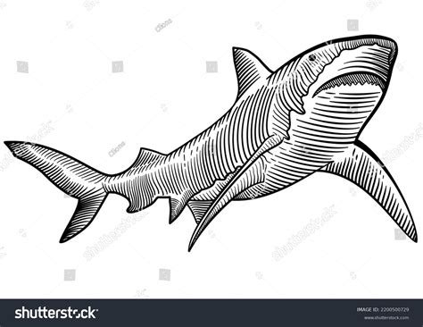 Pen Ink Hand Drawing Illustration Stock Vector (Royalty Free) 2200500729 | Shutterstock