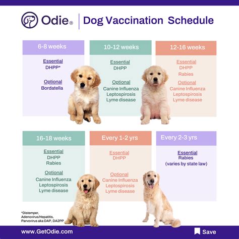 Dog Vaccinations Roadmap | Odie Pet Insurance