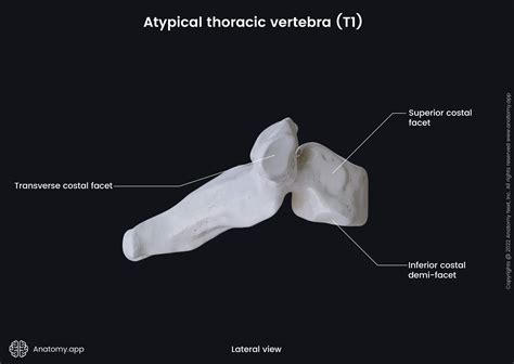 Thoracic vertebrae | Encyclopedia | Anatomy.app | Learn anatomy | 3D ...