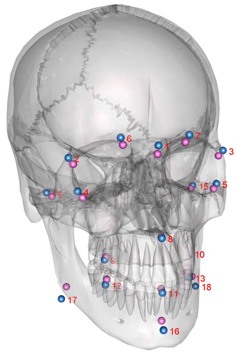 Cross Sectional Analysis of Eurasian Skull Anatomy for 3D Cephalometry ...
