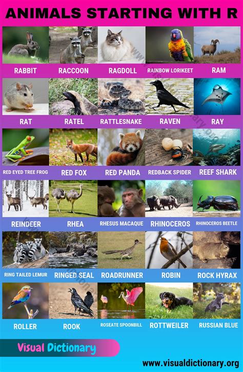Animals that Start with R: Wonderful Names of 30 Animals Starting with ...
