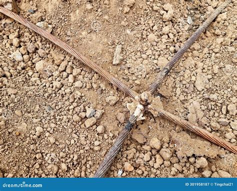 Earth Ground 的图像结果