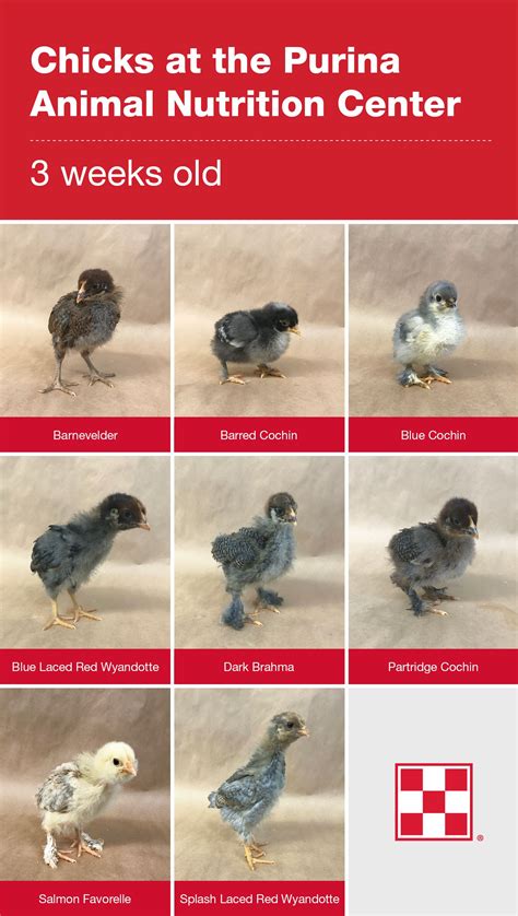 2- to 3-Week-Old Baby Chicks | Purina Animal Nutrition | Baby chicks ...
