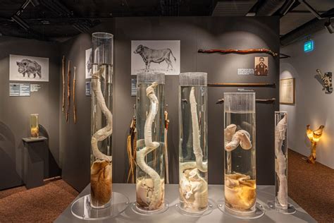 Everything You Need to Know About the Penis Museum in Reykjavik