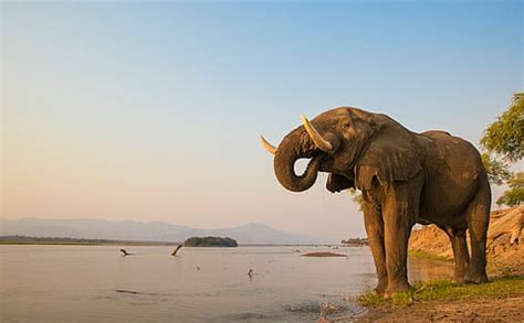 New Study Reveals 50-Year Decline of Africa's Elephants and Solutions ...
