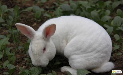 在农村养兔子确实好养，繁殖快，一年能下好几窝，收成也不错。_哔哩哔哩_bilibili