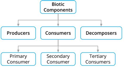 Components of ecosystem — lesson. Science CBSE, Class 10.