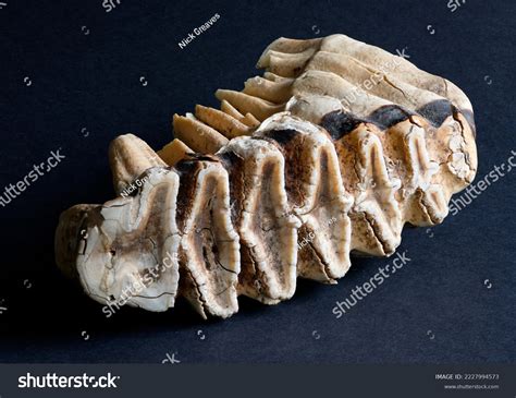 Last Molar Elephants Lifespan Designated M6 Stock Photo 2227994573 | Shutterstock