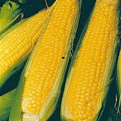 VibeX ® VMR-556 NK 199 Sweet Corn Treated Seeds Seed Price in India ...