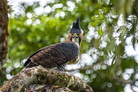 Ornate Hawk-Eagle | Nature and wildlife image collection