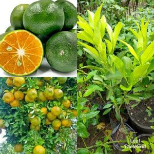 Fulmala Nursery Lemon Plant Price in India - Buy Fulmala Nursery Lemon ...