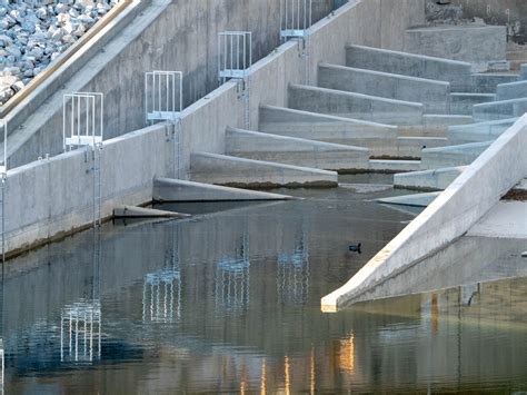 Steelhead Get Boost in Alameda Creek Thanks to Restoration Efforts ...