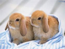 Image result for baby bunny videos