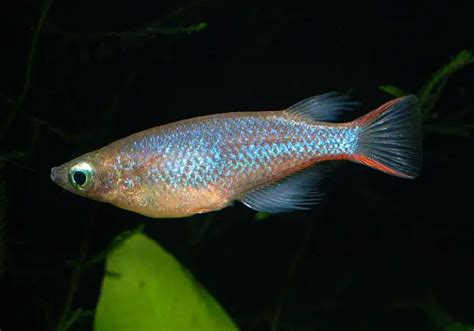 Ricefish - JungleKey.in Image