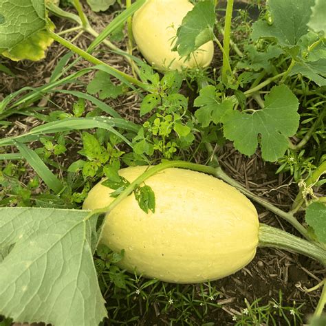 Spaghetti Squash – Hudson Valley Seed Company