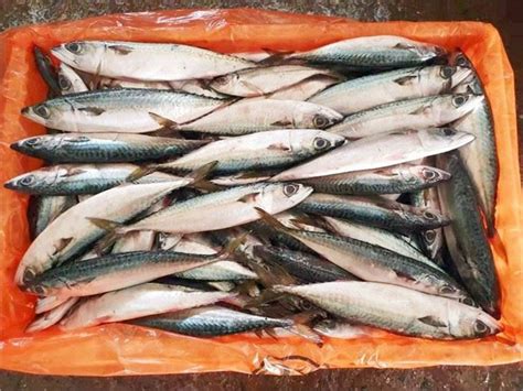 Китай Поставщики рыбы Саба, Фабрика - Морепродукты оптом - CAHARBOR