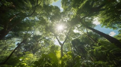 Rainforest 的图像结果