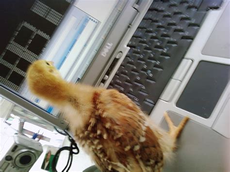 Image result for Hen Using a Computer