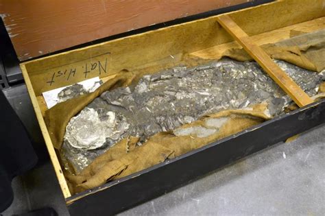 The rediscovery of ‘Noah’, a 6,500-year-old skeleton, who survived a ...