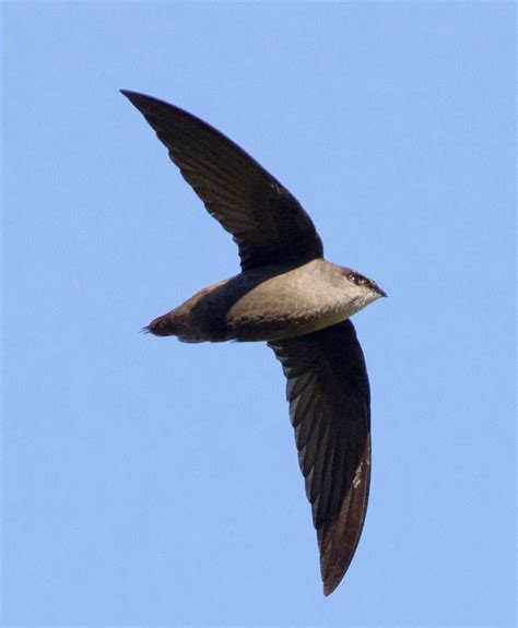 The Chimney Swift Fund: Helping Restore Critical Habitat for a ...