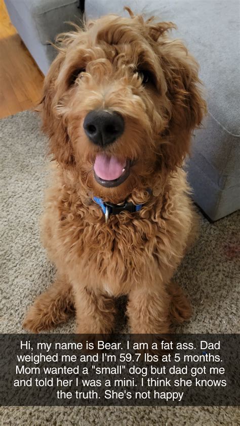 Mini Goldendoodles Size Chart 10 Best Goldendoodle Puppy Crates, Pens