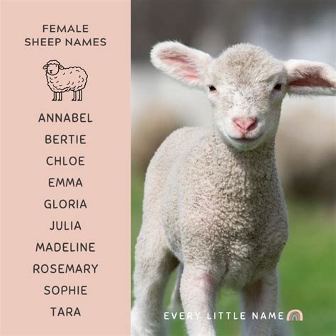 180+ Best Sheep Names (Cute, Funny, and Creative) - Every Little Name
