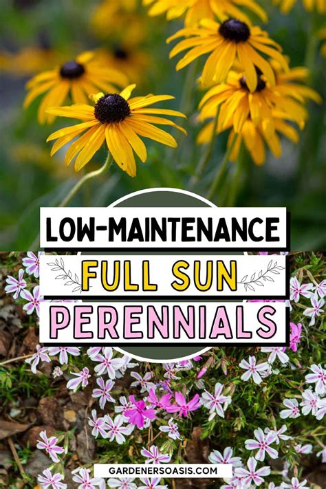 16 Full Sun Perennials: Low Maintenance Plants for Your Sunny Garden