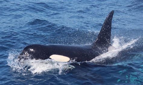 Whale Watching en España, Estrecho de Gibraltar
