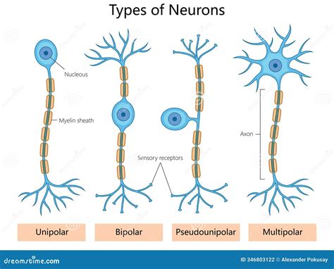 Types Of Neurons
