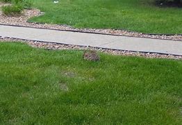 Image result for Cat and Rabbit Friends