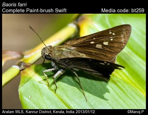 Baoris farri | Butterfly