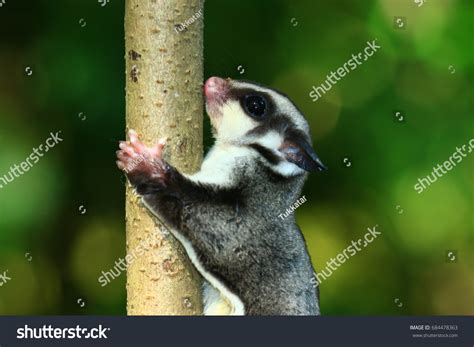 Petaurus Breviceps Sugar Glider Special Pet Stock Photo 684478363 ...