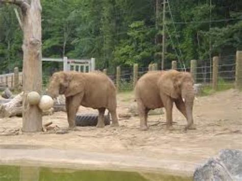 Seneca Park Zoo, rochester, United States Of America - Top Attractions ...