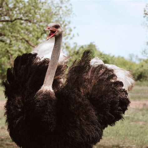 Ostrich Wings Food