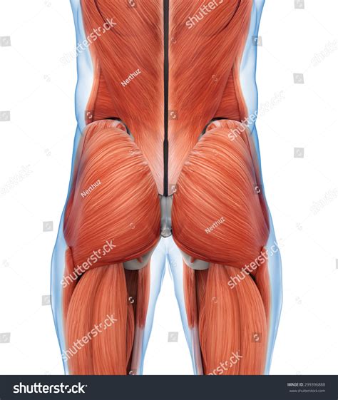 Buttocks Medical Terminology at Dennis Marquis blog