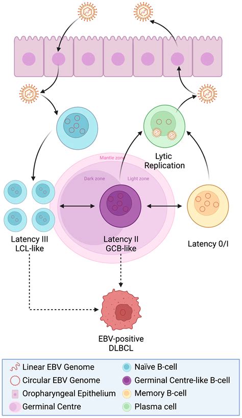 Epstein–Barr Virus and the Pathogenesis of Diffuse Large B-Cell Lymphoma