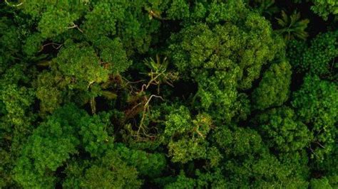 Increase of forest area in India; more than 50% of Kerala covered by ...