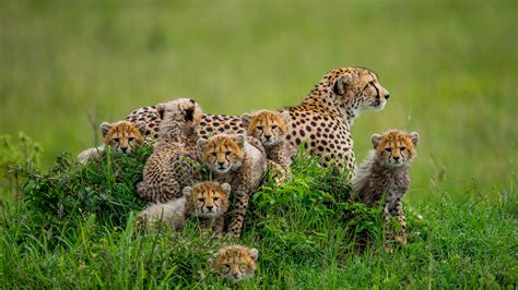 Why do so many baby animals have spots? | Live Science