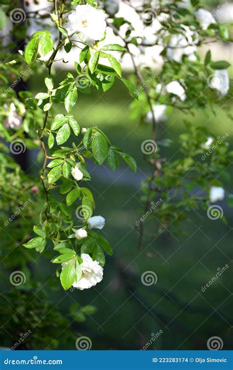 White Rose, Creeper in Spring Stock Photo - Image of plant, blossom ...