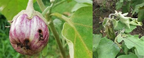 Management of Major Insects of Brinjal/Egg Plant – Agriplex