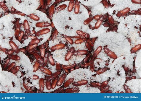 Beetle of Confused Flour Beetle Tribolium Confusum Stock Photo - Image ...