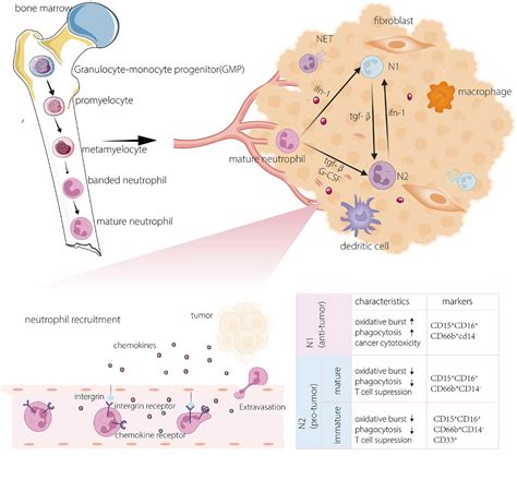Targeting neutrophils: Mechanism and advances in cancer therapy - Yang - 2024 - Clinical and ... - what increases neutrophils