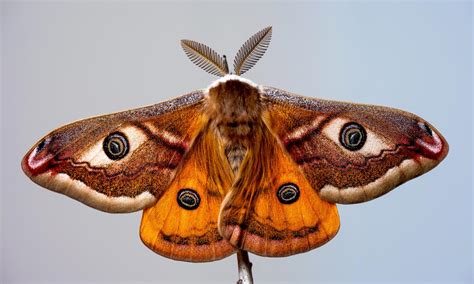 Moth is REALLY needy for you Background Vector Art Recipe Recipe Product Recipe Recipe Recipe