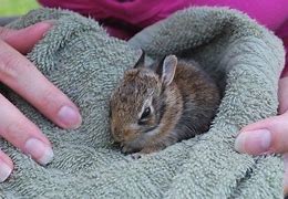 Image result for What Do You Feed a Wild Baby Bunny