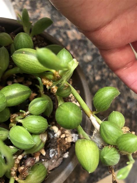 What is wrong with my string of watermelons and how do I fix it? : r/plantclinic