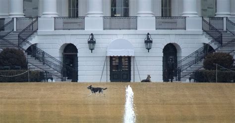 Biden’s Dogs Champ and Major Return to White House After Nipping Secret ...