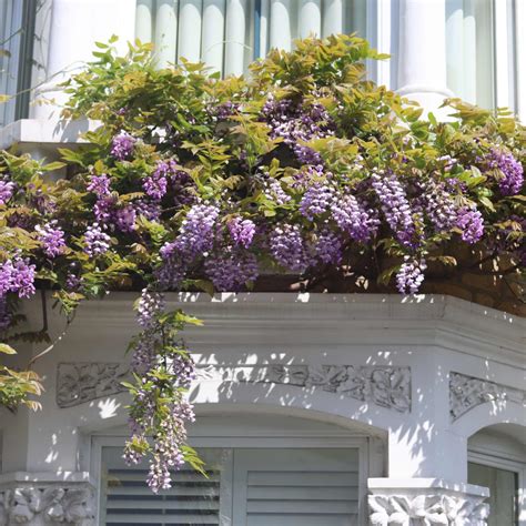 American Wisteria | Wisteria frutescens 'Amethyst Falls' – Roots Plants